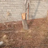 خرید و هرس درخت