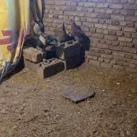 خروس دو رگه|حیوانات مزرعه|سیلوانه, |دیوار