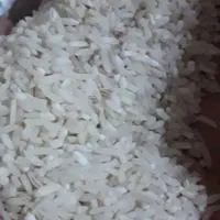 طارم هاشمی لاشه کشت دوم|حراج|قائمشهر, |دیوار