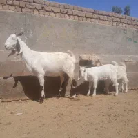 بز،و بزغاله