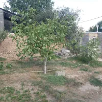 250متر زمین مسکونی فولاد محله|فروش زمین و ملک کلنگی|شهمیرزاد, |دیوار