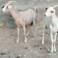 دوعددبزسانن خیلی شیرا آبستن سه ماهه|حیوانات مزرعه|مشهد, آبکوه|دیوار