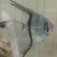 چهار عدد انجل تایگر