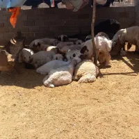 بره