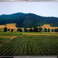 تعمیرات تلویزیون اقساط تعمیر در منزل|خدمات پیشه و مهارت|کرمان, |دیوار