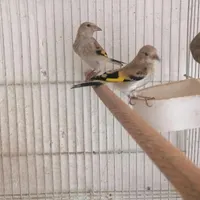 جوجه سهره خاکی و...|پرنده|کرمان, |دیوار