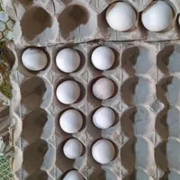 تخم نطفه دار..