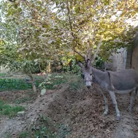 اجاره باغ در طبیعت بکر|اجارهٔ کوتاه‌مدت ویلا و باغ|فلاورجان, |دیوار