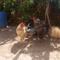 خروس برهما|حیوانات مزرعه|پاکدشت, پاکدشت (مامازند)|دیوار