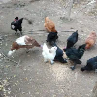 سلام مرغ و بوقلمون ب فروش می‌رسد|حیوانات مزرعه|مشهد, خرم آباد|دیوار