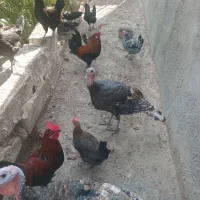 مرغ و خروس محلی|حیوانات مزرعه|اهرم, |دیوار