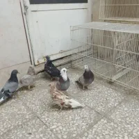 ۶کفترگرفتنی|پرنده|قم, نوبهار|دیوار