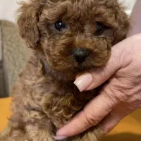 پودل عروسکی ماده اصیل|سگ|تهران, جردن|دیوار