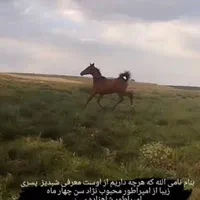 کره نریان خالص دره شوری با مدرک