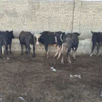 ۱۳ گاومیش نر