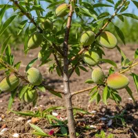 نهال بادام دیرگل و مقاوم به سرما