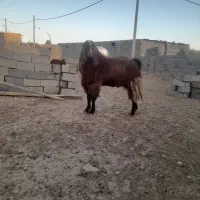 بز نر|حیوانات مزرعه|شیروان (خراسان), |دیوار