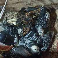 جوجه سبرایت|حیوانات مزرعه|تنکابن, |دیوار