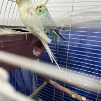 مرغ عشق چشم شرابی