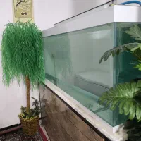 آکواریوم|ماهی|خرم‌آباد, |دیوار