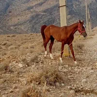 اسب فروشی|اسب و تجهیزات اسب‌سواری|شیراز, ظفرآباد|دیوار