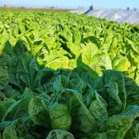 ۳ نی زمین کاهو آماده برداشت