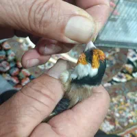 سهره دهن باغی بخون تازه تخت