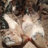 خروس طبیعی|حیوانات مزرعه|آبش احمد, |دیوار