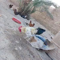 مرغ خروس تخم گذار اردک اسراییلی