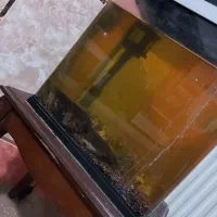 آکواریوم شرکتی با ۳عدد ماهی کت آفریقای ولجن خوار