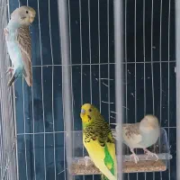 مرغ عشق در انواع رنگ ها