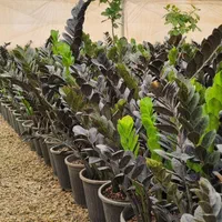 گیاهان مقاوم و خدمات گلخانه‌ای حرفه‌ای|گل و گیاه طبیعی|محلات, |دیوار