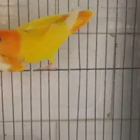 کوتوله ماده سر نارنجی