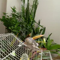 عروس هلندی|پرنده|مبارکه, |دیوار