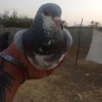 کبوتر