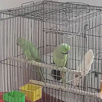 طوطی ملنگو|پرنده|بندر امام خمینی, |دیوار