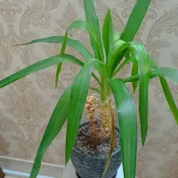 فروش گل و استند ۱۸ عدد گل با گلدان|گل و گیاه طبیعی|اسلامشهر, شهرک سعیدیه|دیوار