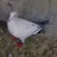 کبوتر پلاکی