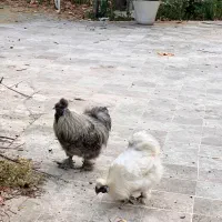 خروس ابریشمی