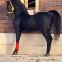 اسب|اسب و تجهیزات اسب‌سواری|لامرد, |دیوار