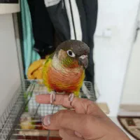 گرینچیک نر یدونم ماده هست