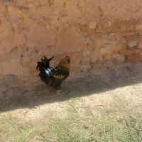 خروس|حیوانات مزرعه|کنگاور, |دیوار