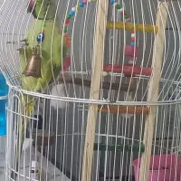 طوطی ملنگونر|پرنده|بم, |دیوار