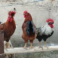 خروس