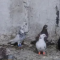 کبوتر در پرنده|پرنده|ارژن, |دیوار