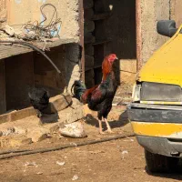 خروس دورگ لاری