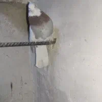 سینه و طوقی|پرنده|قائن, |دیوار