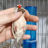فنچ کرواتی فنچ ستاره ای فنچ بنگالی فنچ گلدین  زبرا|پرنده|کرج, ساسانی (قلمستان)|دیوار