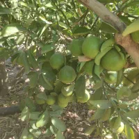 فروش لیمو شیرین|خوردنی و آشامیدنی|دوگنبدان, |دیوار