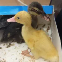 جوجه اردک و جوجه مرغ